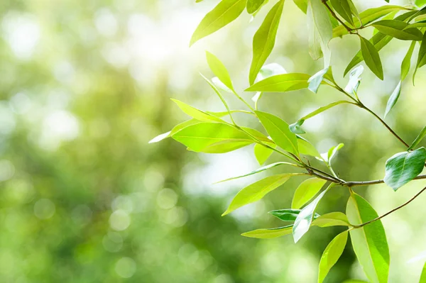 Sluit Groene Bladeren Mangrovebos Natuur Milieu Concept Planten Bomen Prachtig — Stockfoto