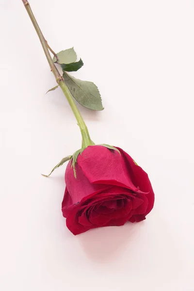 Hermosa Rosa Para Decorar Mejorar Cualquier Hogar Oficina Romance —  Fotos de Stock