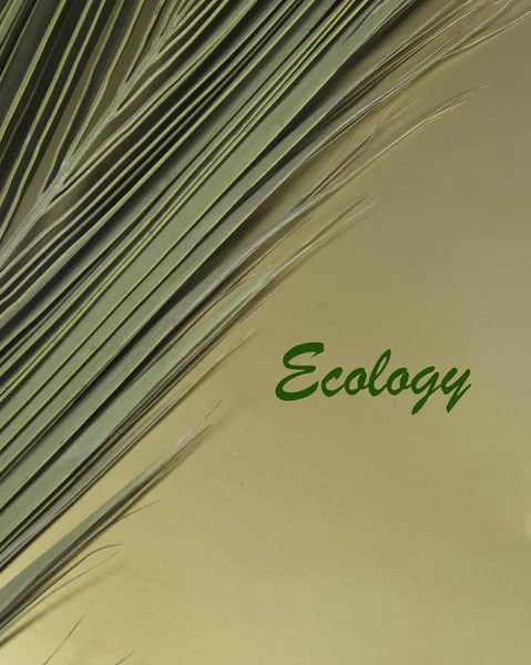 Folha Palma Com Área Dizendo Ecologia — Fotografia de Stock