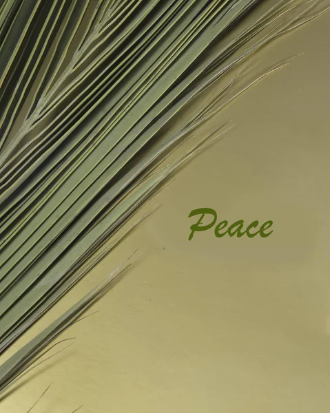 Folha Palmeira Com Área Dizendo Paz — Fotografia de Stock