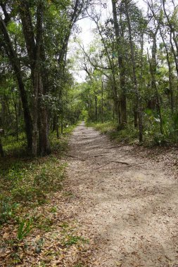 Doğa, Wekiwa State Park ormanda yol .