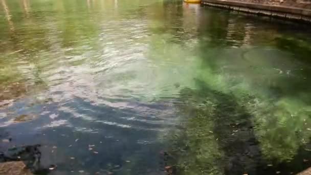 Vis Springt Uit Helder Water Voorjaar Bij Een Centraal Florida — Stockvideo