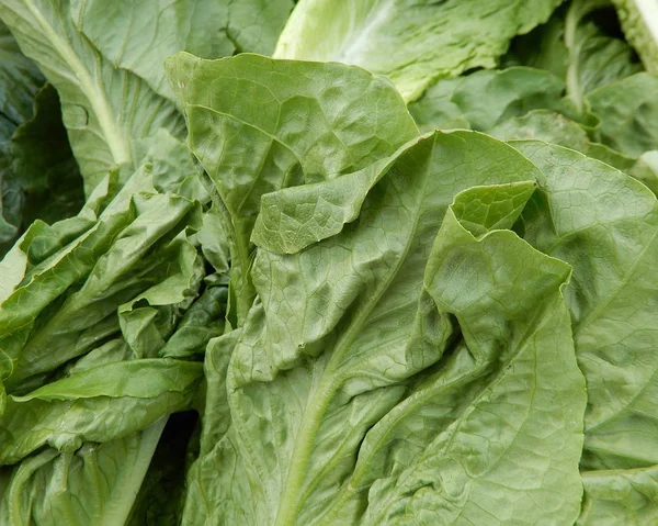 Espinafre Fresco Para Saúde Nutrição — Fotografia de Stock