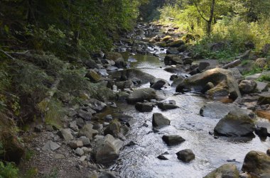 Taşlar nehir su doğa orman