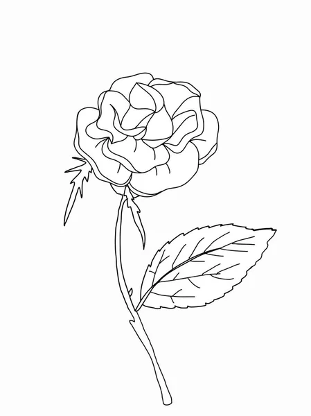 Desenho Animado Vermelho Rosa Desenho — Fotografia de Stock