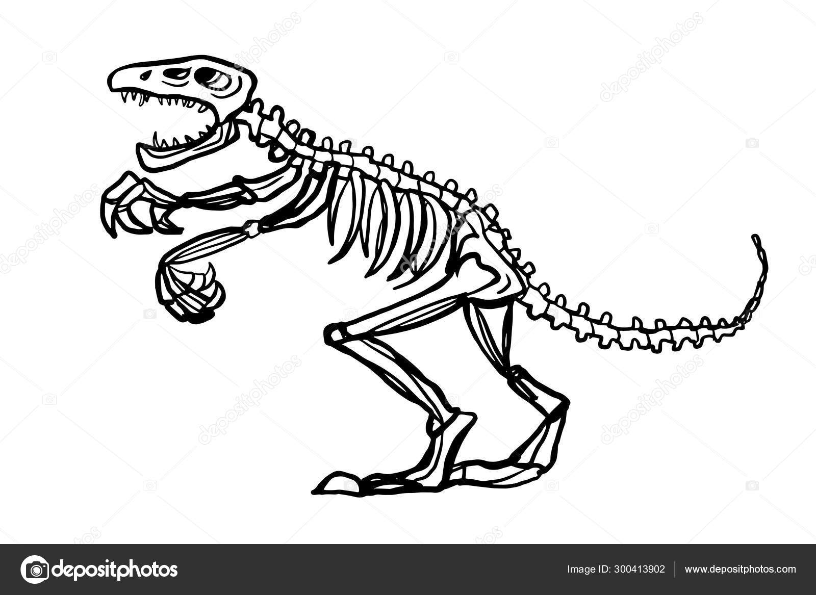 images Realistic Dinosaur Skeleton Drawing dinosaur fossil cartoon illustration drawing stock photo image by c designartks 300413902