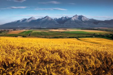 Gündoğumu buğday alan ön planda, Slovakya ile Yüksek Tatras dağ manzaralı