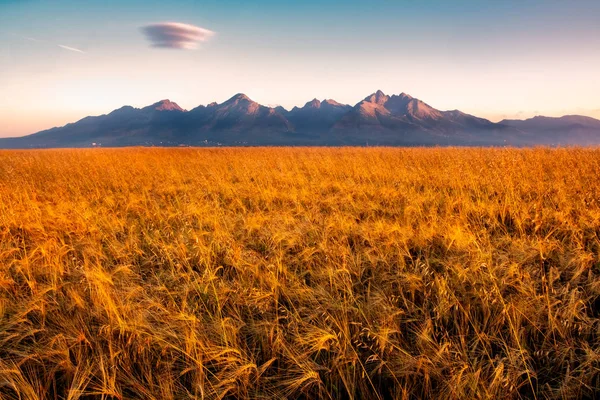 高タトラ山脈 スロバキア フォア グラウンドで麦畑を日の出の美しい風景を見る — ストック写真