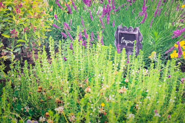 接近花园和天然植物和草药的视图 — 图库照片