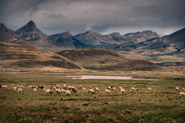 西藏的前景与绵羊的戏剧性乡村山和丘陵景观 — 图库照片