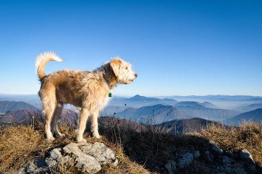 Dağ arka plan ile bir kaya üzerinde ayakta mutlu köpek