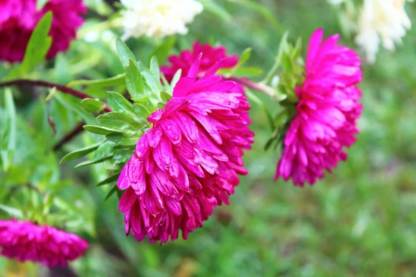 Aster flowers in the fall in the garden. Close-up. Background. Landscape.