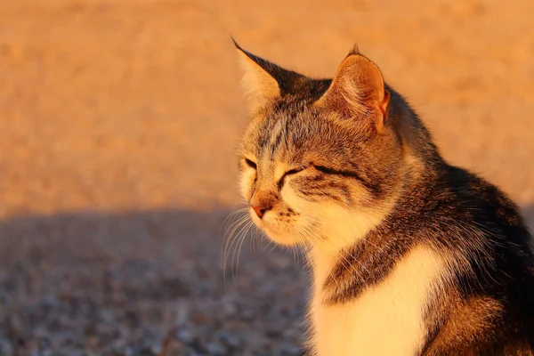 The kitten looks at the sunset and squints. Close-up. Shell beach on the sea. Background.