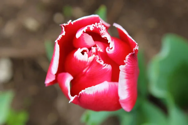 Red white tulip flower. Close-up. Background.