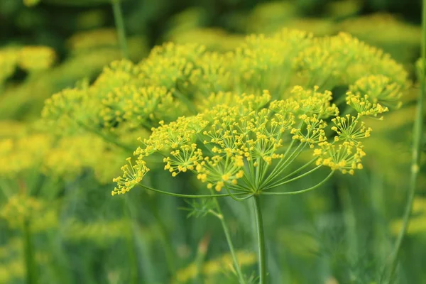 Beautiful yellow dill flowers. Close-up. Background. Landscape.