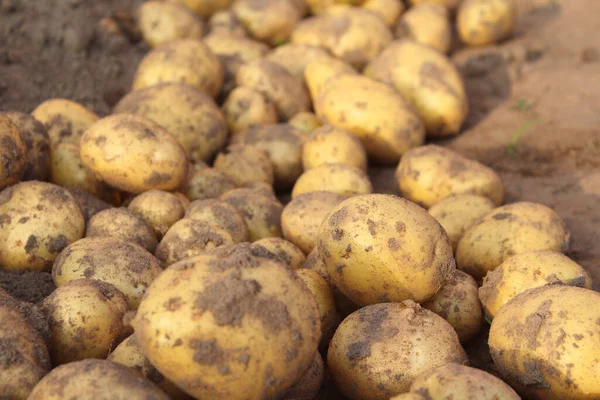 Fresh ripe dug potatoes in a field on a farm. Close-up. Background.
