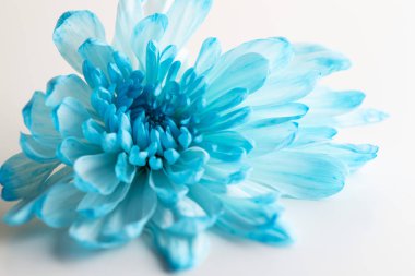 Beyaz arka plan güzel kasımpatı çiçeği yakın çekim