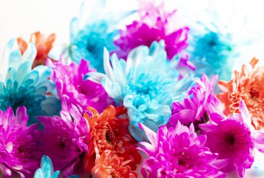 Beyaz arka plan güzel kasımpatı çiçeği yakın çekim