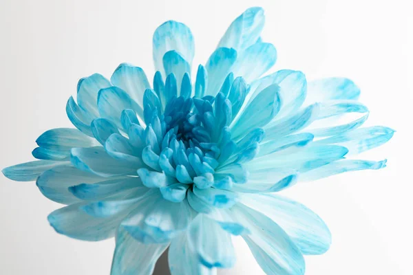 Beautiful blue chrysanthemum flower close-up on white background