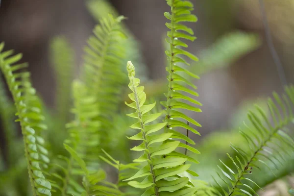 Folhas Verdes Luz Sol Pequeno Jardim — Fotografia de Stock