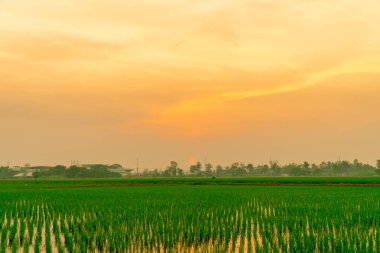 Yeşil pirinç tarlasında gün batımında fotokopi alanı
