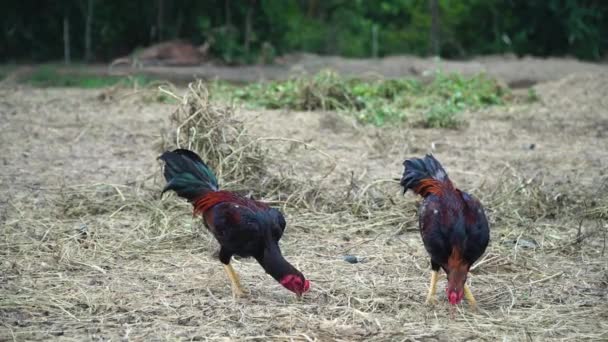 Tavuklar Yeşil Çimenli Çiftlikte Tahıl Yiyor Çiftlikteki Tavuk Fotokopi Alanı — Stok video