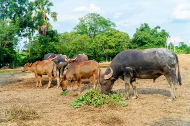 Bir grup bufalo ve karga kırsal bölgedeki yeşil çiftlikte ot yiyor ve biraz yemek yiyorlar.