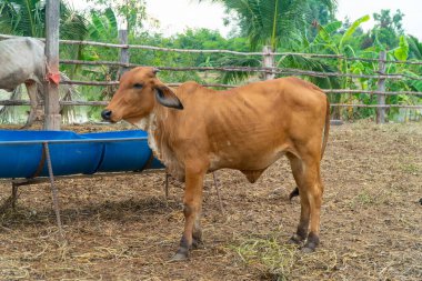 Bir grup bufalo ve karga kırsal bölgedeki yeşil çiftlikte ot yiyor ve biraz yemek yiyorlar.
