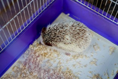 Elindeki küçük kirpiyi kapat. Yerde ve kafeste.