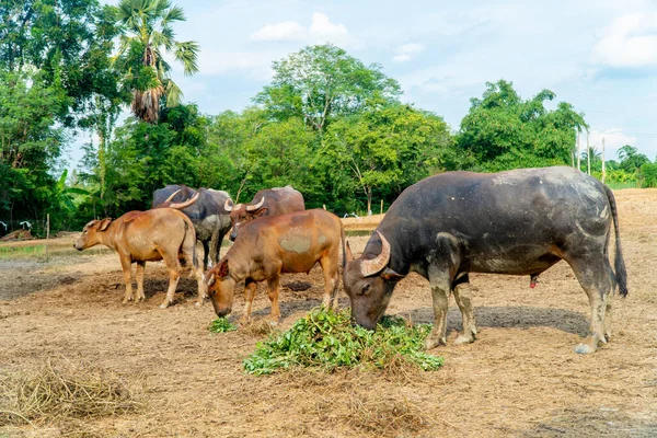 Bir grup bufalo ve karga kırsal bölgedeki yeşil çiftlikte ot yiyor ve biraz yemek yiyorlar.