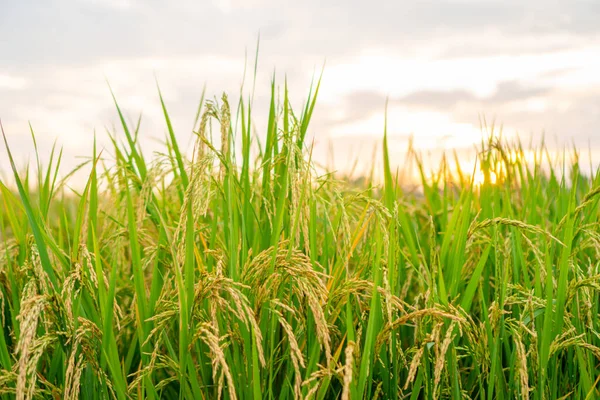 Pirinç tarlası, sarı pirinç tohumu, olgun yeşil yapraklar ve fotokopi alanı ile birlikte doğa arka planında bulutlu.