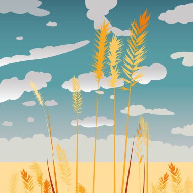 Tarlada buğday kulakları