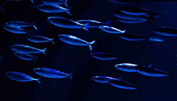 of sardines that move quickly in an oceanic environment, pattern