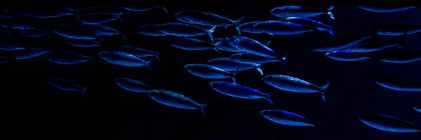 of sardines that move quickly in an oceanic environment, pattern