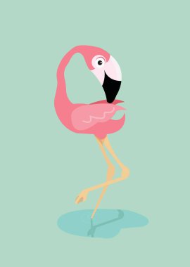Suda pembe flamingo kuşu