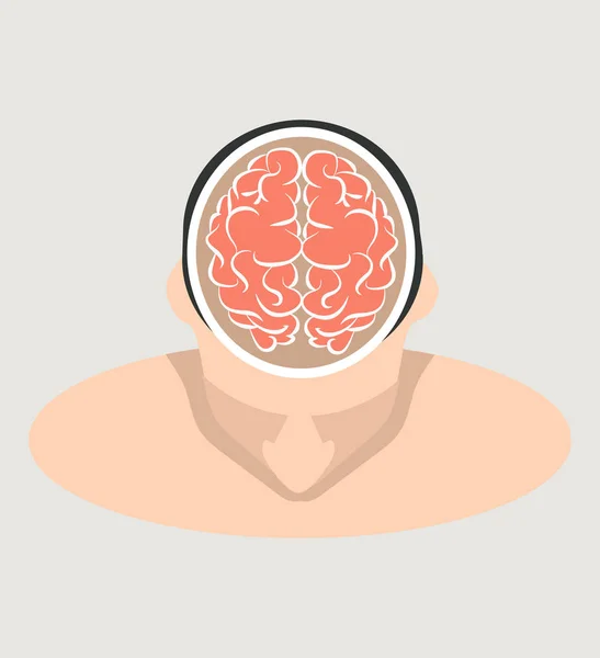Top View Vector Cerebral Humano — Vector de stock