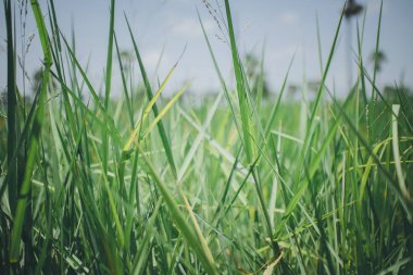 güzel yeşil çim dokulu arka plan 