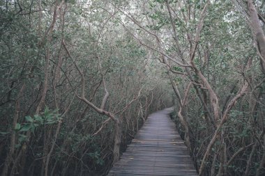 Ormana uzun ahşap köprü geçit