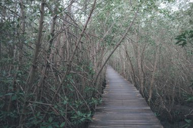 Ormana uzun ahşap köprü geçit