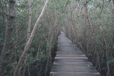 Ormana uzun ahşap köprü geçit