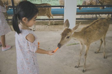 Safari Park'ta çocuk besleme geyiği