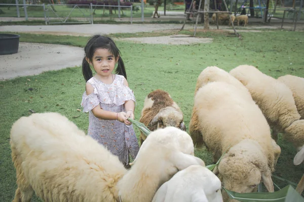 Милая Маленькая Девочка Кормит Овец Травой — стоковое фото