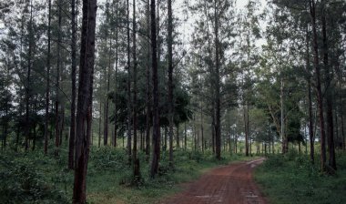 Büyük Çam Ağacı ormanında yol