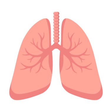 İnsan akciğerleri ve soluk borusu işareti.