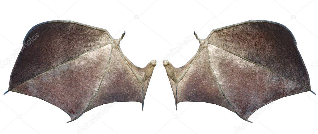 3D Rendered Devil Wings Isolated On White Background - 3D Illustration