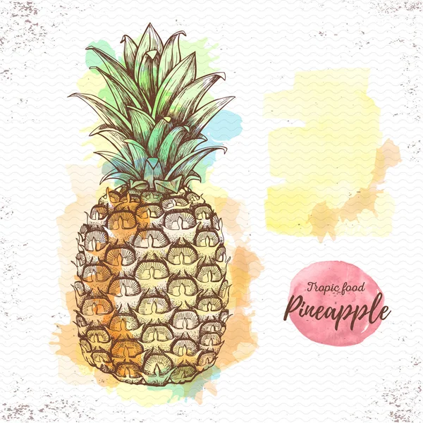 Realistic illustration of tropic fruit pineapple on watercolor background — Stock Vector
