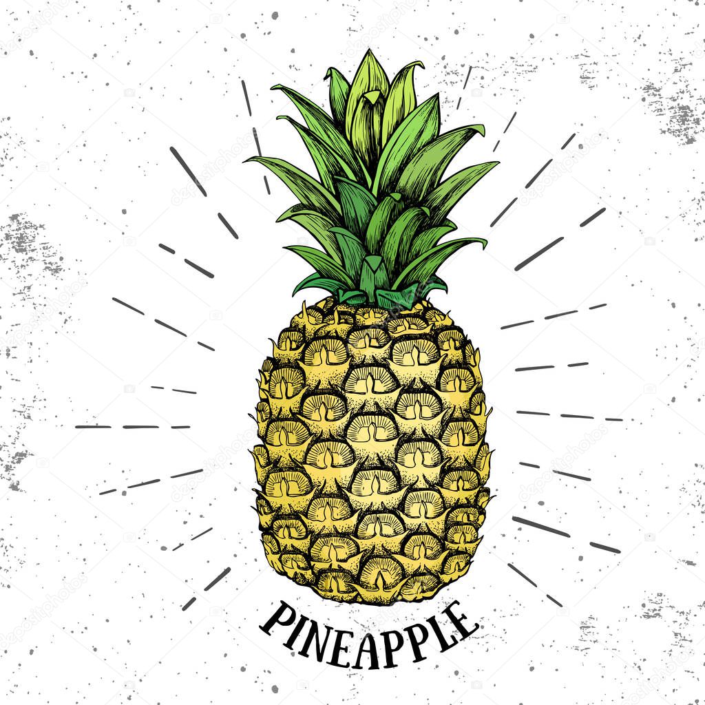 Realistic illustration of tropic fruit pineapple on grunge background