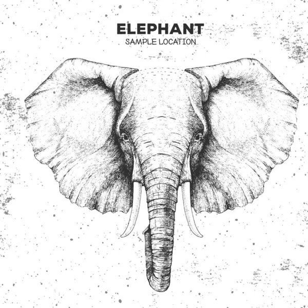 Elefante animal Hipster. Desenho manual Bocal de elefante animal —  Vetores de Stock