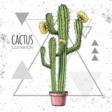 Hand drawing cactus vector illustration on grunge triangle background clipart