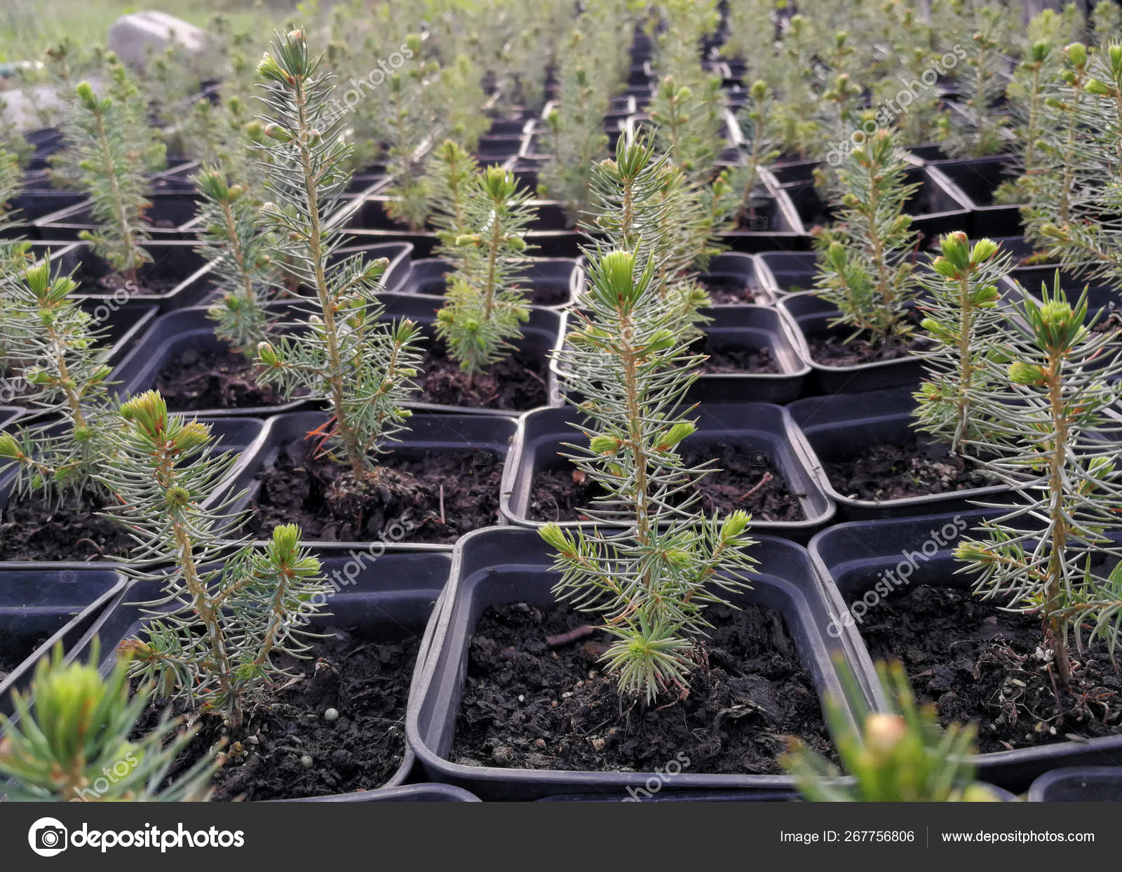 Pine, Christmas trees, junipers in pots and bonsai garden plants in a